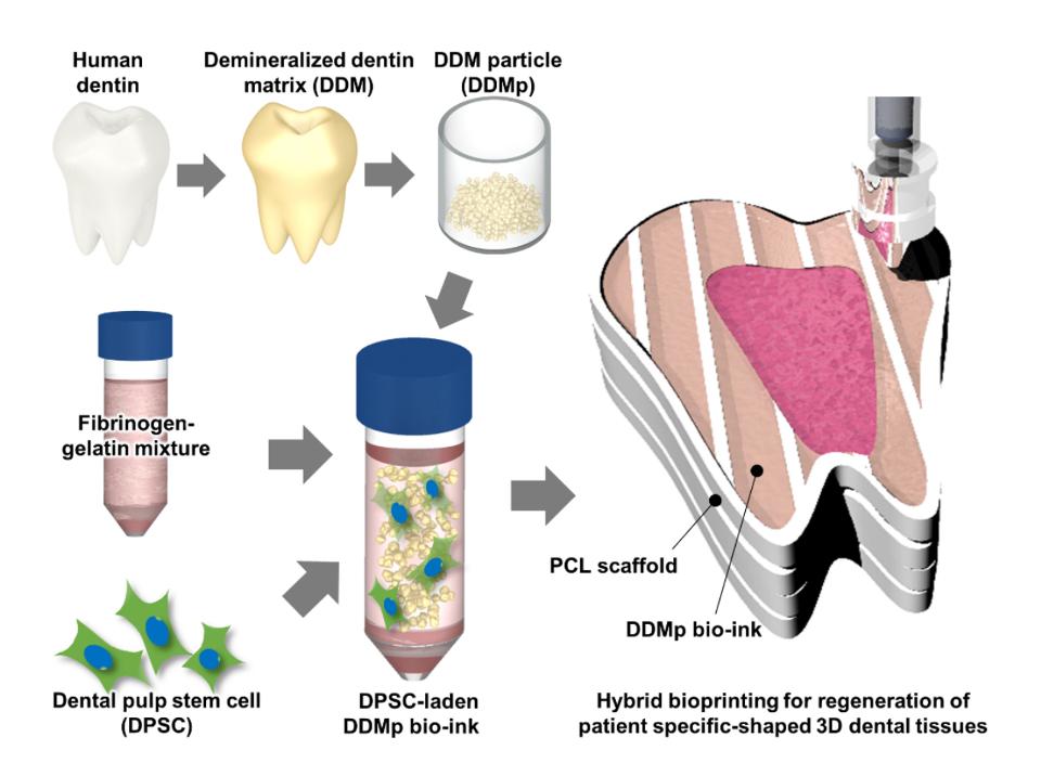 图5: 用于3D生物打印的脱矿牙本质基质颗粒（DDMp）生物墨水的制备示意图（经Han et al. 2021许可复制）