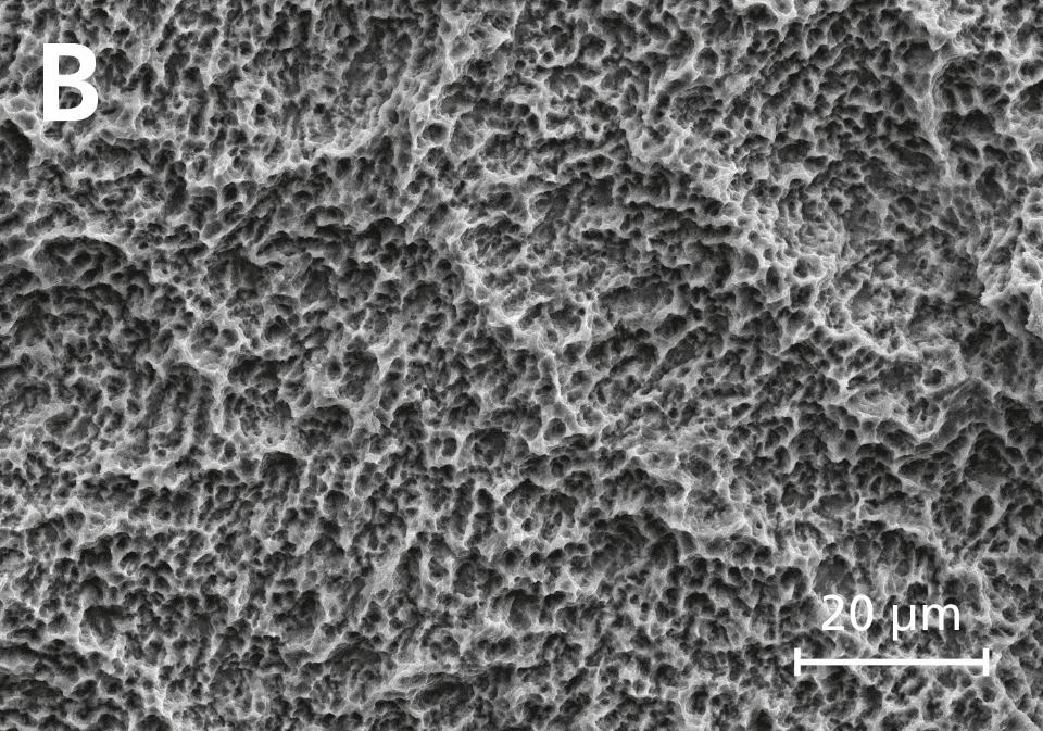Fig. 6: Scanning electron micrograph of an SLA® titanium implant surface after sandblasting with large grit and acid etching (from Janner et al. 2018 with permission)