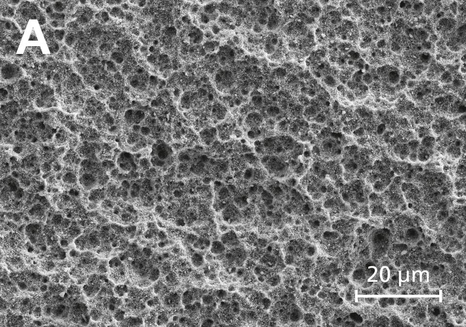 Fig. 10: Scanning electron micrograph of a zirconia implant after sandblasting and acid etching (ZLA® surface treatment) (from Janner et al. 2018 with permission)