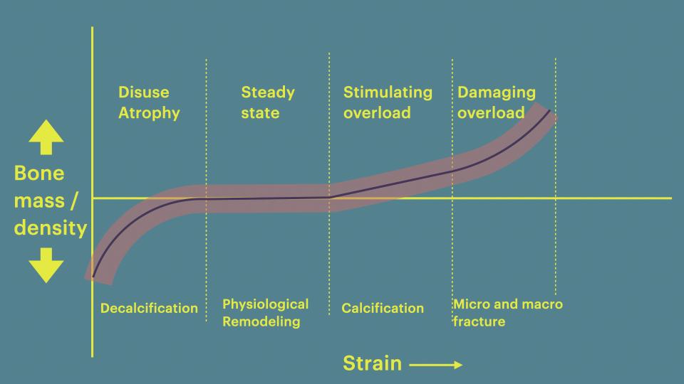 图1: 基于Frost力学调节器理论的骨应变响应的四个阶段(基于Frost 1994)
