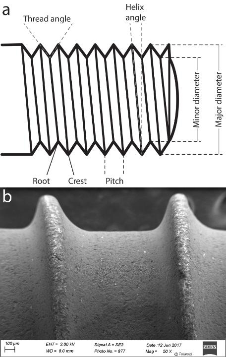 Fig 8: Principle thread description (a) and optimized thread crest-root design for a zirconia implant (Zeramex P6, Dentalpoint AG, CH)