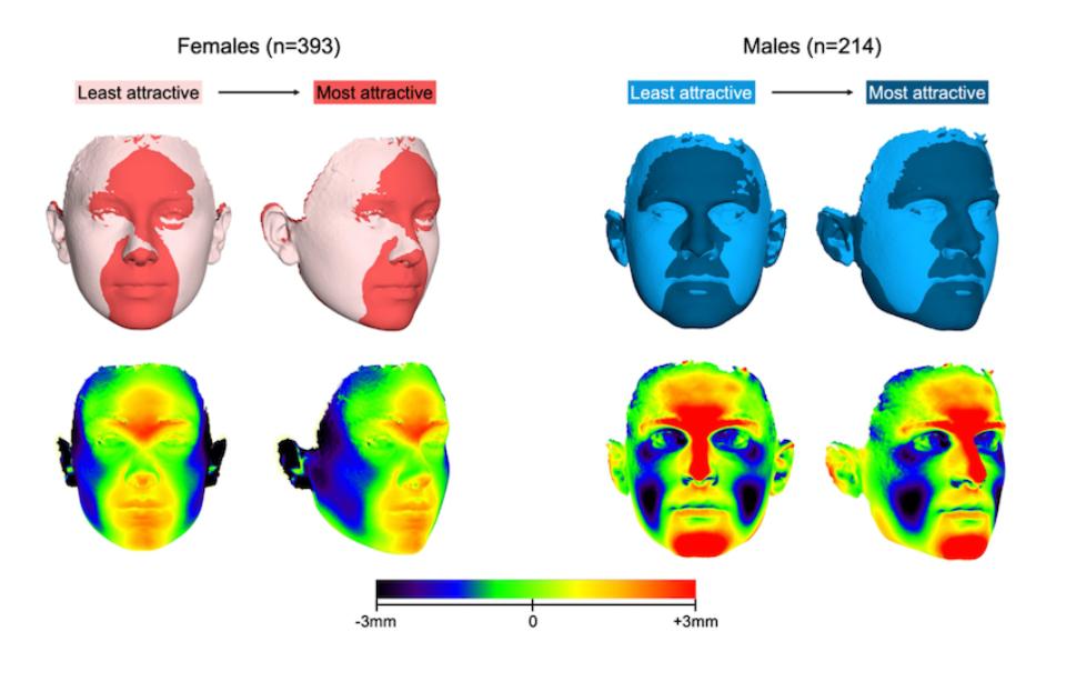 Fig. 4: Superposiciones de mejor ajuste que muestran las diferencias de superficie entre la variación menos atractiva y la más atractiva de una cara femenina (fila superior, izquierda) y masculina (fila superior, derecha). La diferencia entre las dos imágenes de superficie se puede visualizar en los mapas de color (fila inferior), donde se muestran las distancias entre el rostro más atractivo y el menos atractivo (positivo: adelante). Imagen tomada de Kanavakis, G.; Halazonetis, D.; Katsaros, C. y Gkantidis, N. Facial shape affects self-perceived facial attractiveness. Plos One 16, e0245557 (2021)